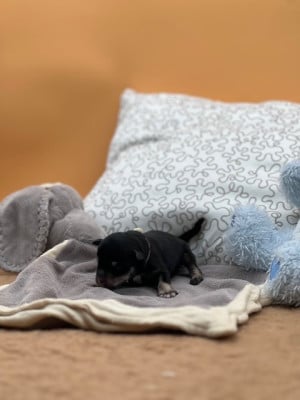 Les chiots de Schnauzer miniature