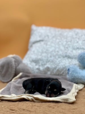Les chiots de Schnauzer miniature
