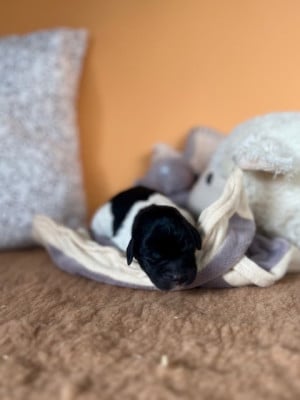 Les chiots de Epagneul Breton