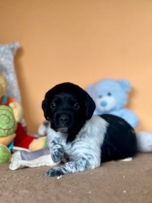 Les chiots de Epagneul Breton
