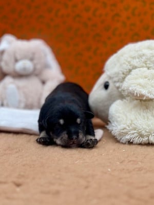 Les chiots de Schnauzer miniature