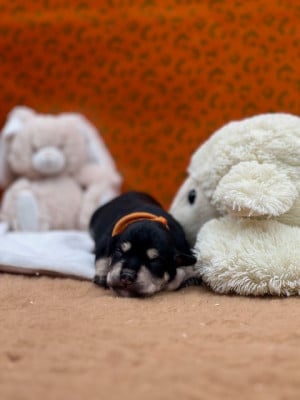 Les chiots de Schnauzer miniature