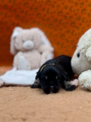 Les chiots de Schnauzer miniature