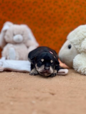 Les chiots de Schnauzer miniature