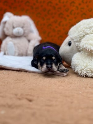 Les chiots de Schnauzer miniature