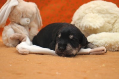 Les chiots de Schnauzer miniature