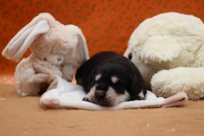 Les chiots de Schnauzer miniature