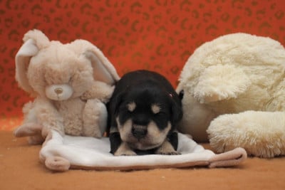 Les chiots de Schnauzer miniature