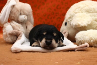 Les chiots de Schnauzer miniature