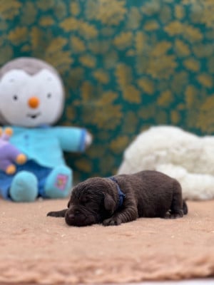Les chiots de Labrador Retriever