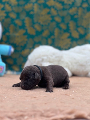 Les chiots de Labrador Retriever