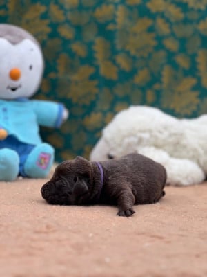 Les chiots de Labrador Retriever