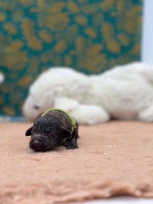 Les chiots de Labrador Retriever