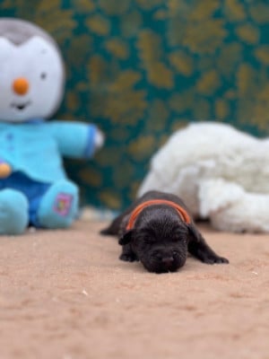 Les chiots de Labrador Retriever