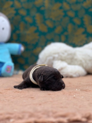 Les chiots de Labrador Retriever