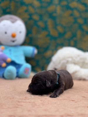 Les chiots de Labrador Retriever