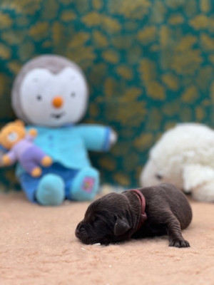 Les chiots de Labrador Retriever