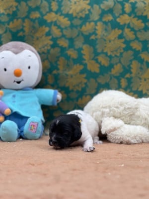 Les chiots de Epagneul Breton
