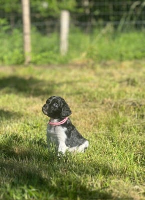 Les chiots de Epagneul Breton