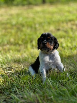Les chiots de Epagneul Breton