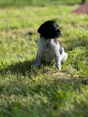 Les chiots de Epagneul Breton
