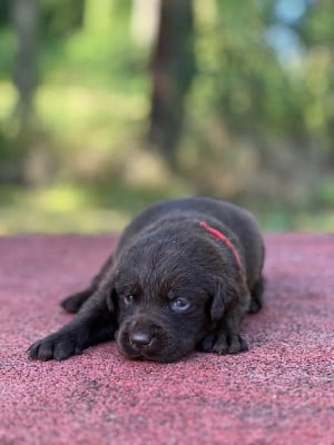 Les chiots de Labrador Retriever