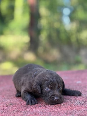 Les chiots de Labrador Retriever