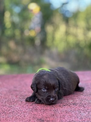 Les chiots de Labrador Retriever