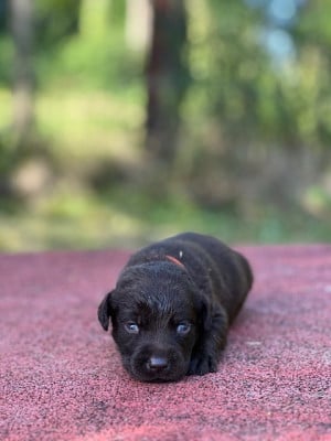 Les chiots de Labrador Retriever