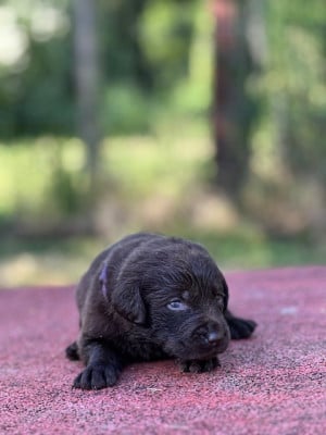 Les chiots de Labrador Retriever