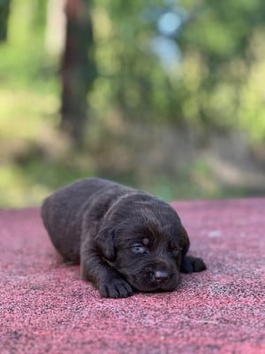 Les chiots de Labrador Retriever