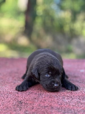 Les chiots de Labrador Retriever