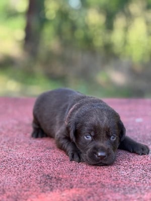 Les chiots de Labrador Retriever