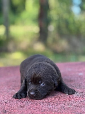 Les chiots de Labrador Retriever