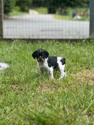 Les chiots de Epagneul Breton