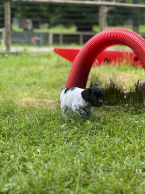 Les chiots de Epagneul Breton