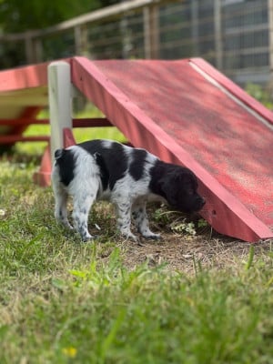 Les chiots de Epagneul Breton
