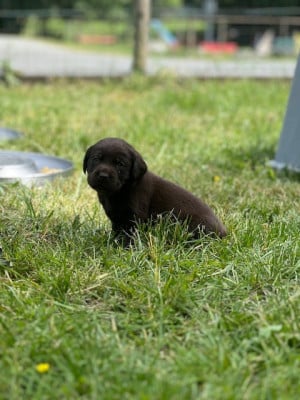 Les chiots de Labrador Retriever