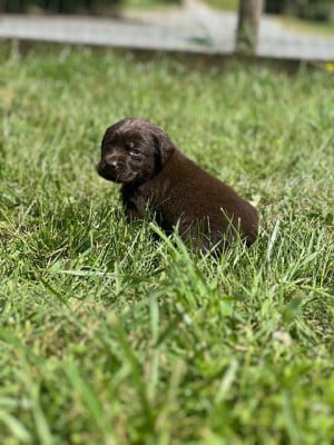 Les chiots de Labrador Retriever