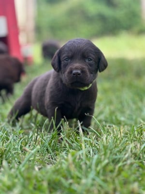 Les chiots de Labrador Retriever