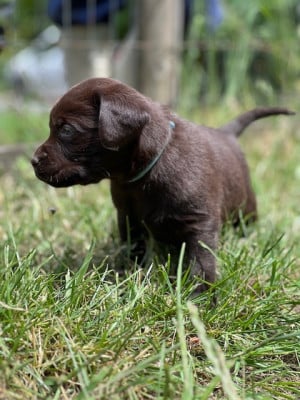 Les chiots de Labrador Retriever