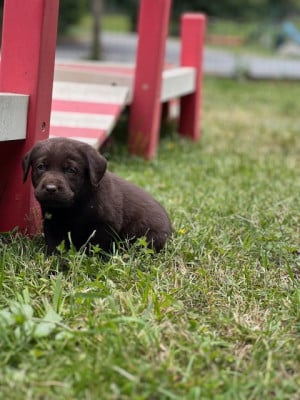 Les chiots de Labrador Retriever