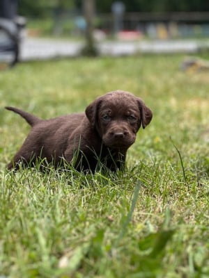 Les chiots de Labrador Retriever