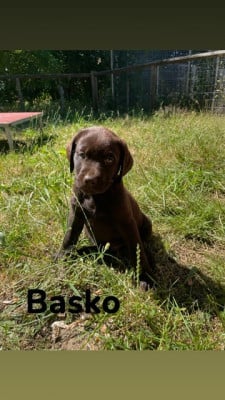 Les chiots de Labrador Retriever