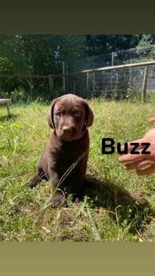 Les chiots de Labrador Retriever