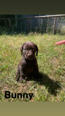 Les chiots de Labrador Retriever