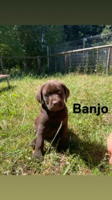 Les chiots de Labrador Retriever