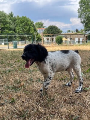 Les chiots de Epagneul Breton