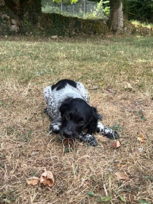 Les chiots de Epagneul Breton