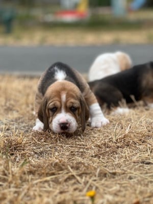 Les chiots de Beagle